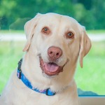 Labrador