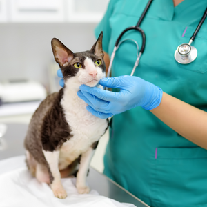 dog and cat laying together